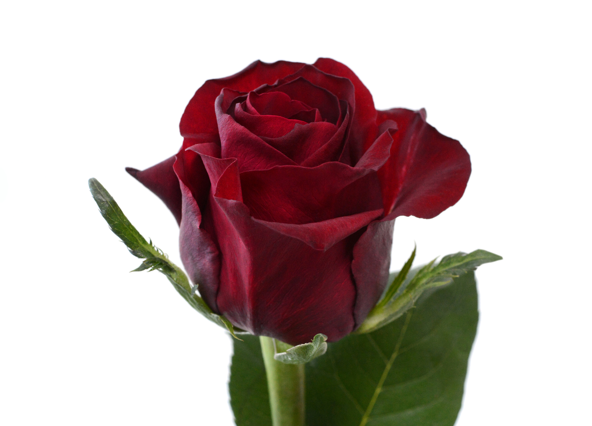 Standard Roses