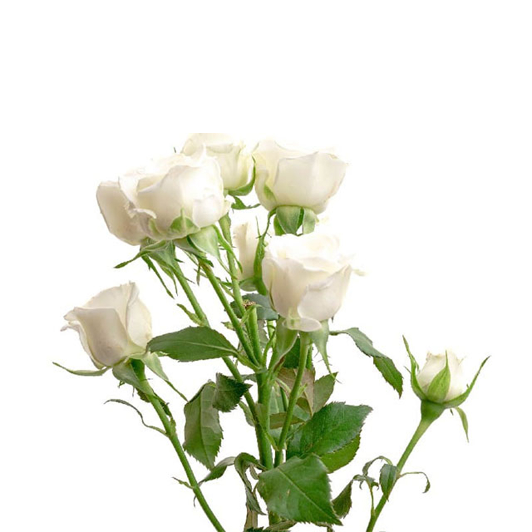 Spray Roses