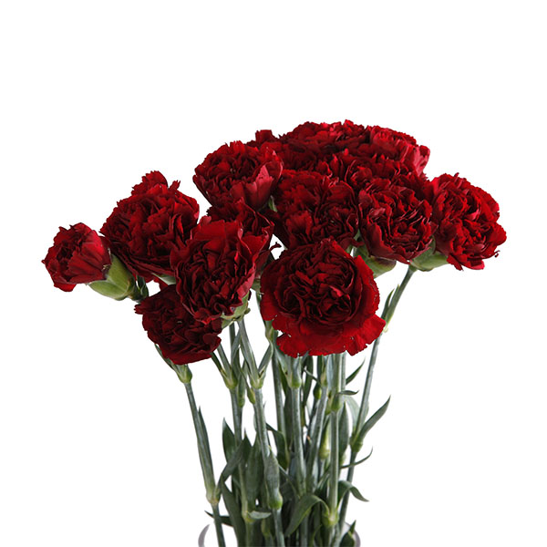 Carnation / Dianthus