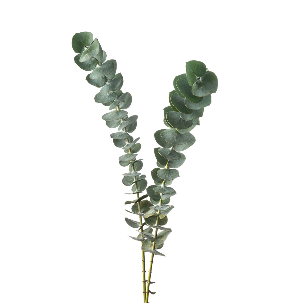 Eucalyptus (Baby Blue)
