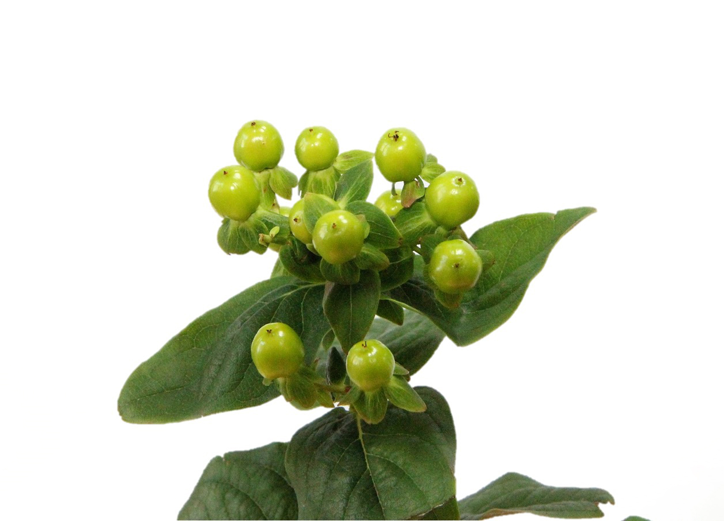 Hypericum (Green Power)