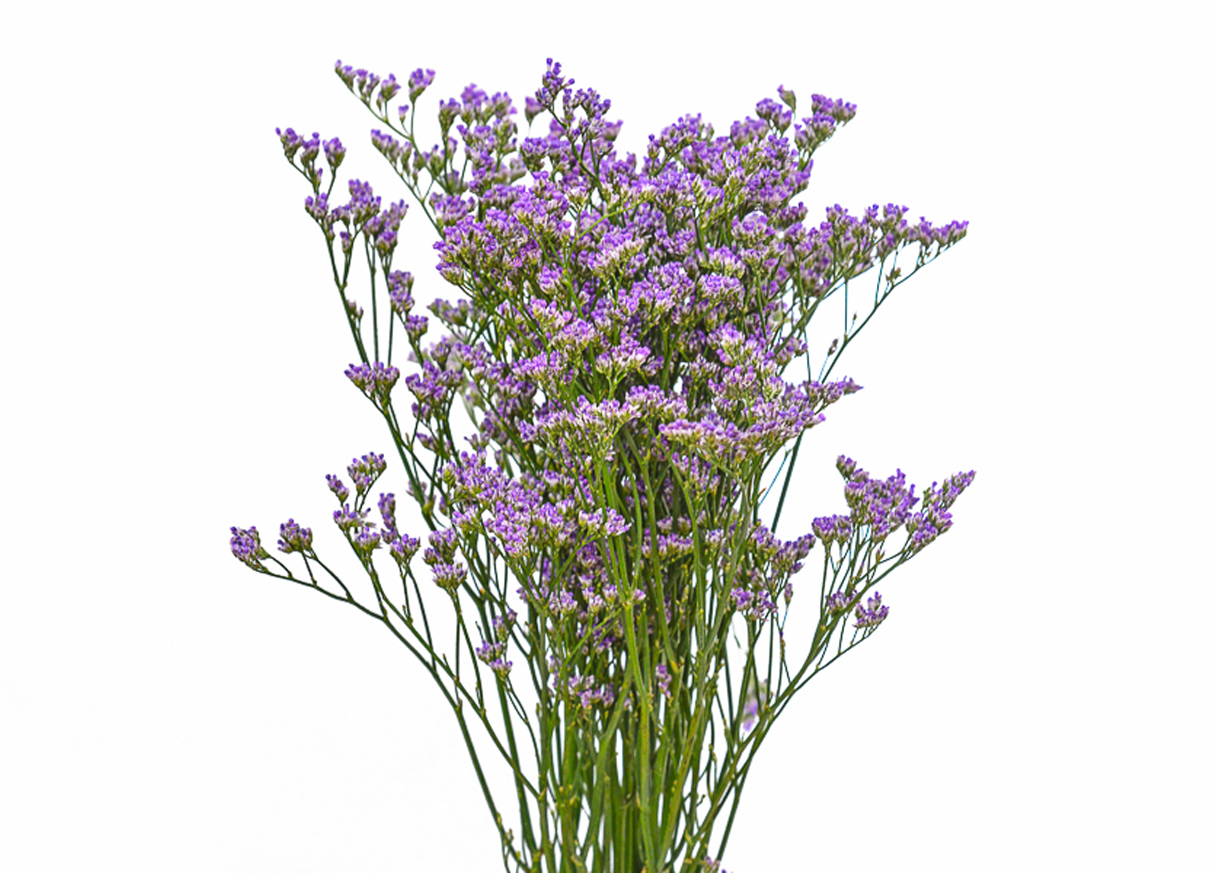 Limonium (Maine Blue)