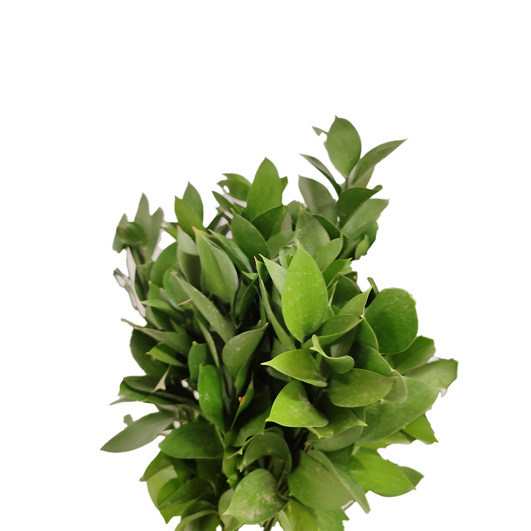 Italian / Israeli Ruscus