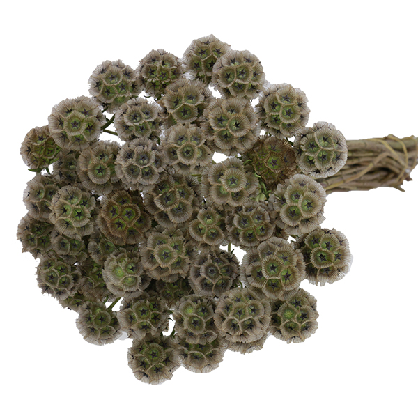 Scabiosa Pods