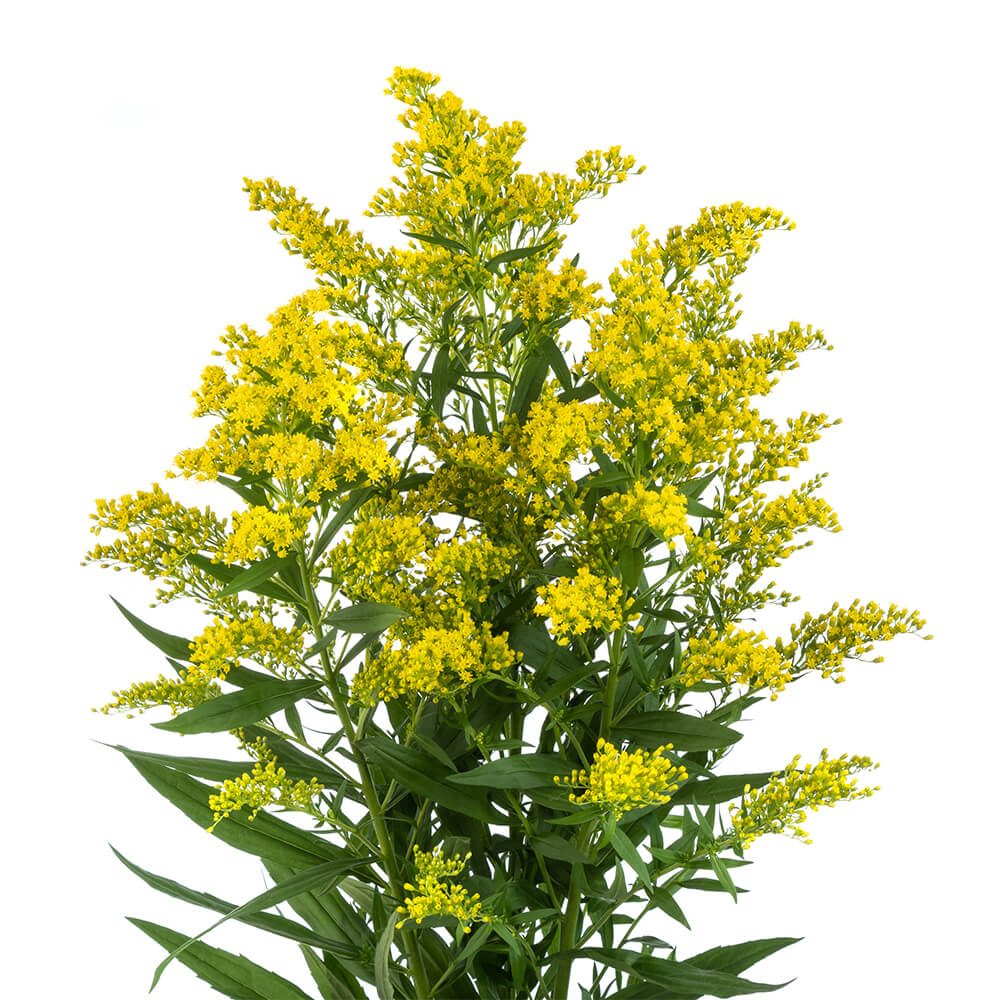 Solidago