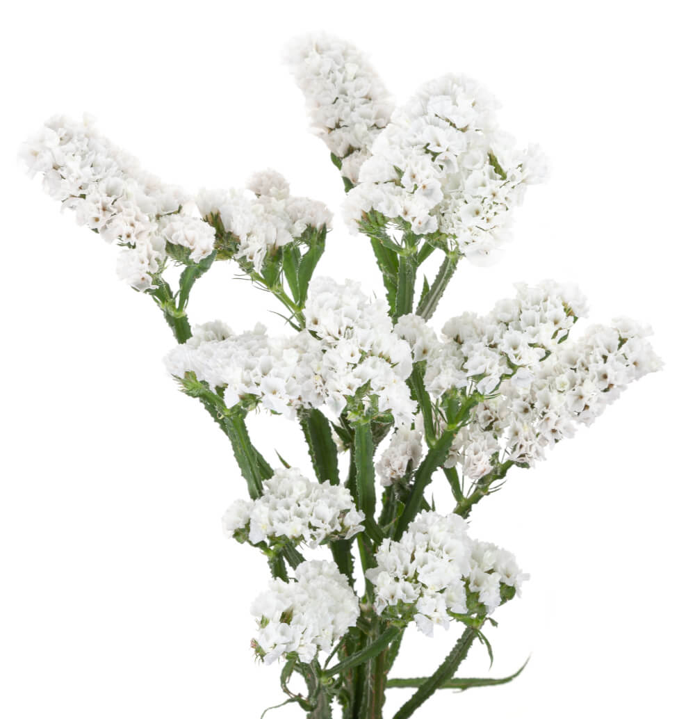 Statice (White)